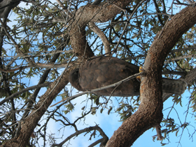 Oiseau des Galapagos - Absolu Voyages